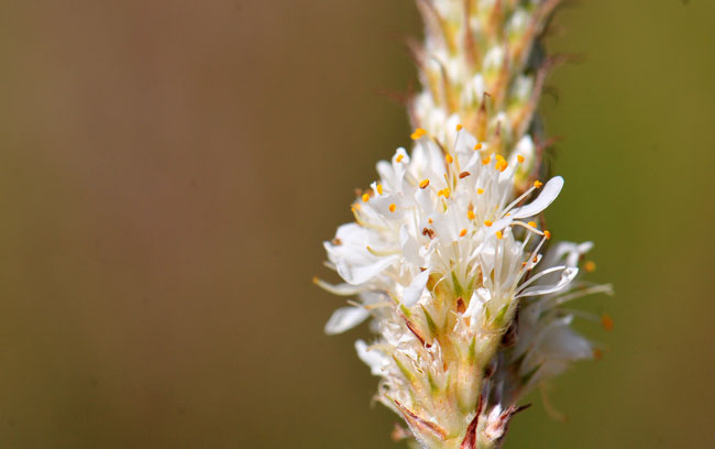 Dalea albiflora, Whiteflower Prairie Clover, Southwest Desert Flora